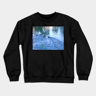 Duck Family in Water Crewneck Sweatshirt